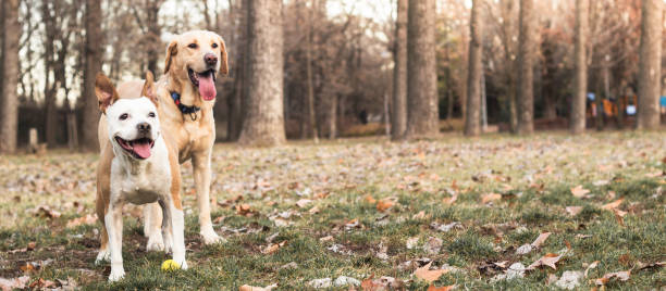 istock Two happy dog friends 1080408378