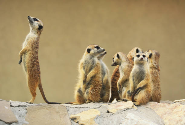 istock Group of watching surricatas outdoor 1080411018