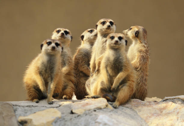 group of cute funny meekcat animals playing