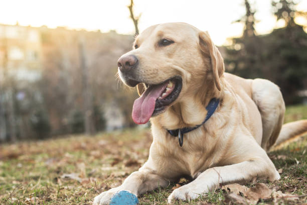 sourire de chien labrador dans le parc de la ville - joy golden retriever retriever dog photos et images de collection