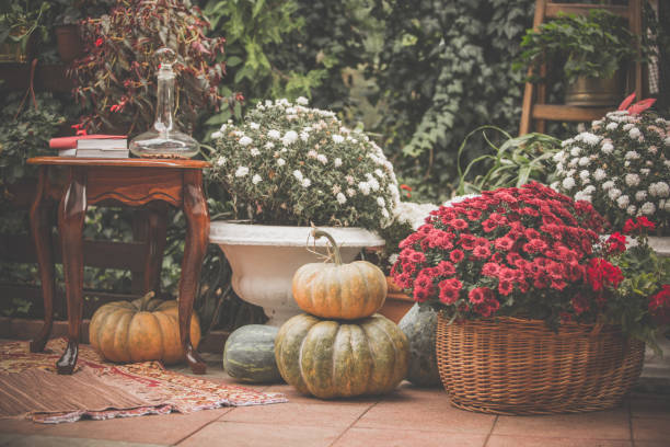 istock Chrysanthemums and pumpkins in back yard 1080411682