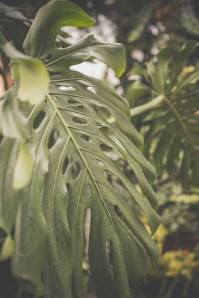istock Swiss cheese plant 1080412342