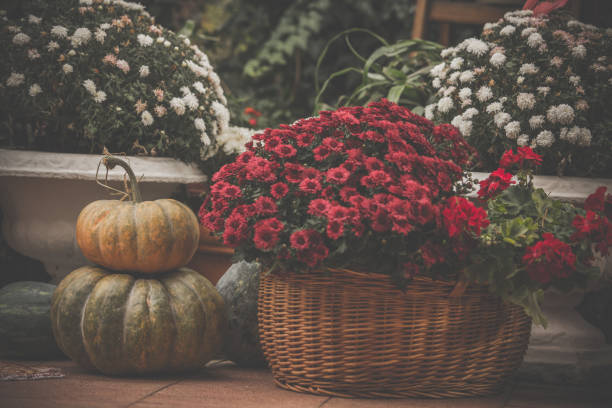 Beautiful chrysanthemums in bloom and pumpkins as a part of autumn outdoor decor.