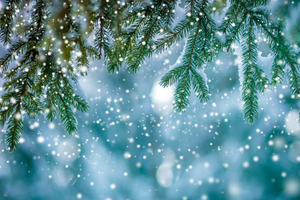 istock Pine tree branches with green needles covered with deep fresh clean snow on blurred blue outdoors copy space background. Merry Christmas and Happy New Year greeting postcard. 1080414752