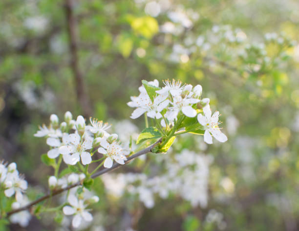 istock Beautiful Cherry Flowers in Spring Garden 1080415680