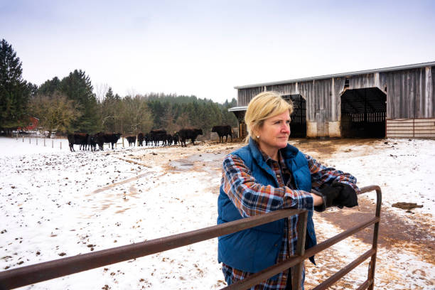A female beef cattle farmer with a herd of Wagyu or Wagu Japanese Black cattle in the winter. A female beef cattle rancher with a herd of Wagyu or Wagu Japanese Black cattle in the winter. Wagyu beef is highly regarded as well marbled, gourmet quality beef. cattle pen stock pictures, royalty-free photos & images