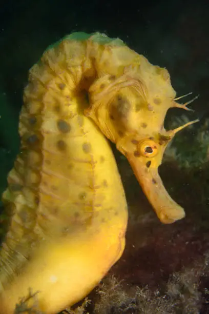 big-belly seahorse or pot-bellied seahorse, Hippocampus abdominalis, Tinderbox, Hobart, Tasmania, Australia, Tasman Sea, Southern Ocean