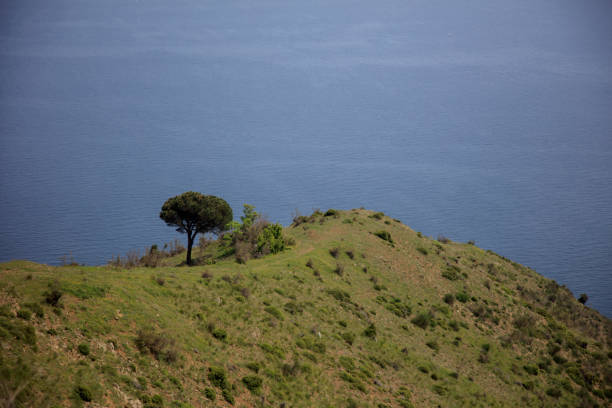 single tree on hill peak by the sea