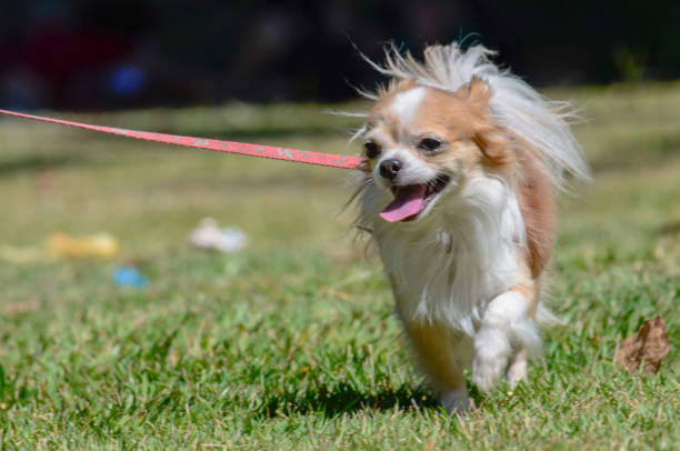 istock pet dog dog 1080423996