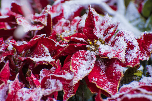 Beautiful decorative artificial poinsettia leafs