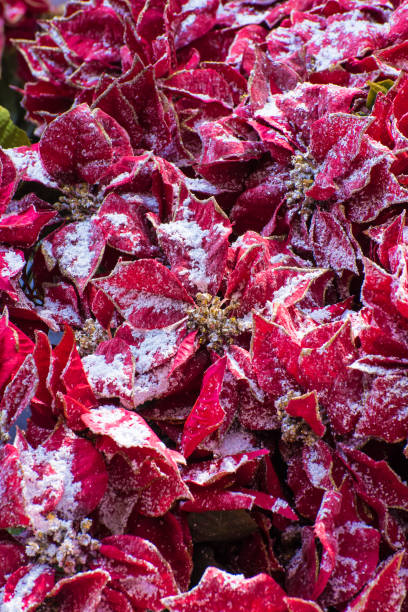 istock Beautiful Christmas decoration 1080432240