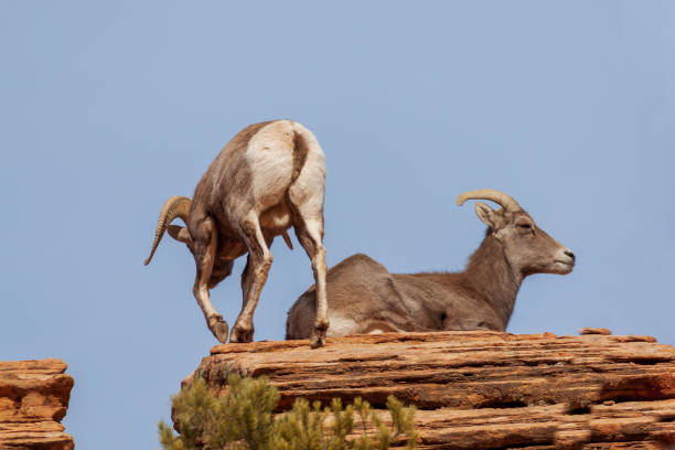 istock Desert Bighorn Sheep Ram and Ewe 1080435524