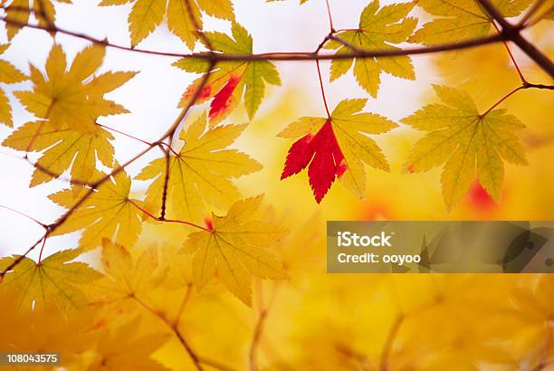 秋黄色の色 - まぶしいのストックフォトや画像を多数ご用意 - まぶしい, アウトフォーカス, イロハモミジ