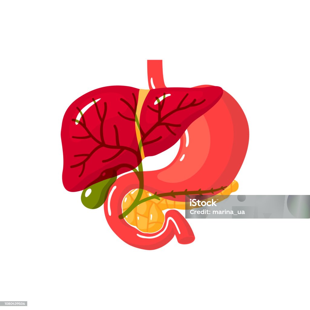 Human bile duct, vector illustration Bile duct of a human.Vector illustration in flat style Pancreas stock vector