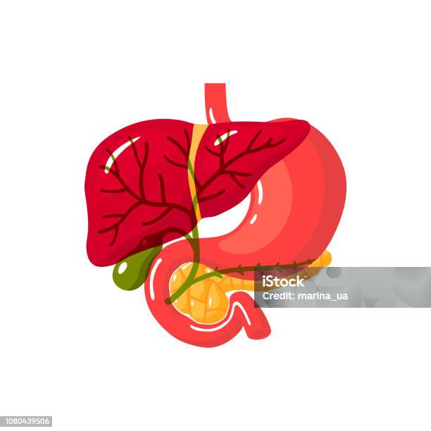 Human Bile Duct Vector Illustration Stock Illustration - Download Image Now - Pancreas, Abdomen, Anatomy
