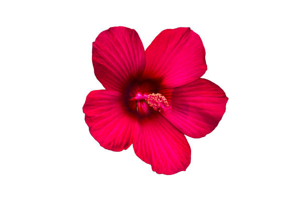 istock Red flower on a white background. 1080446336