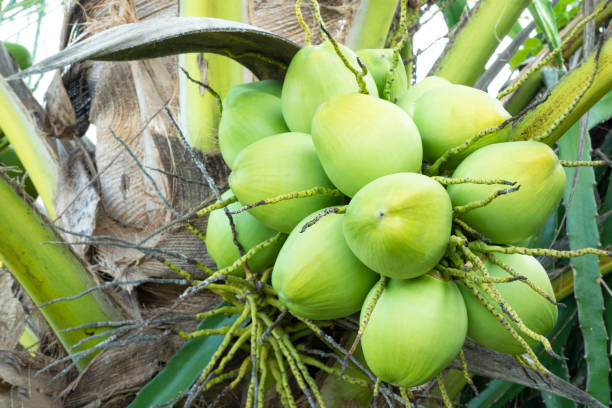 istock Bunch of coconut fruit on tree. 1080447560