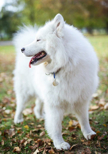 istock Samoyed dog in autumn park 1080449046
