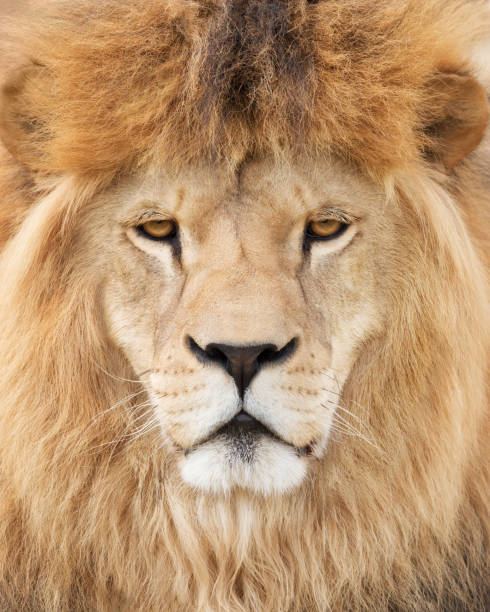 istock Face of majestic lion 1080449054