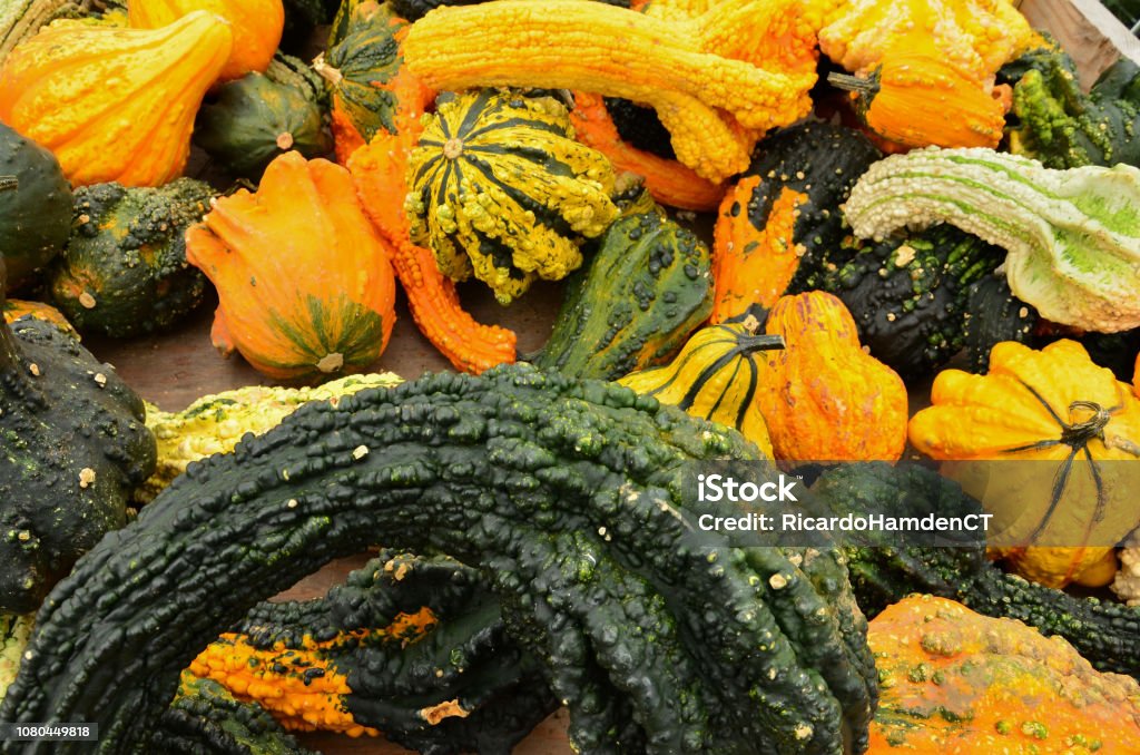 The colors of gourds 3 Various gourds colors and shapes Autumn Stock Photo