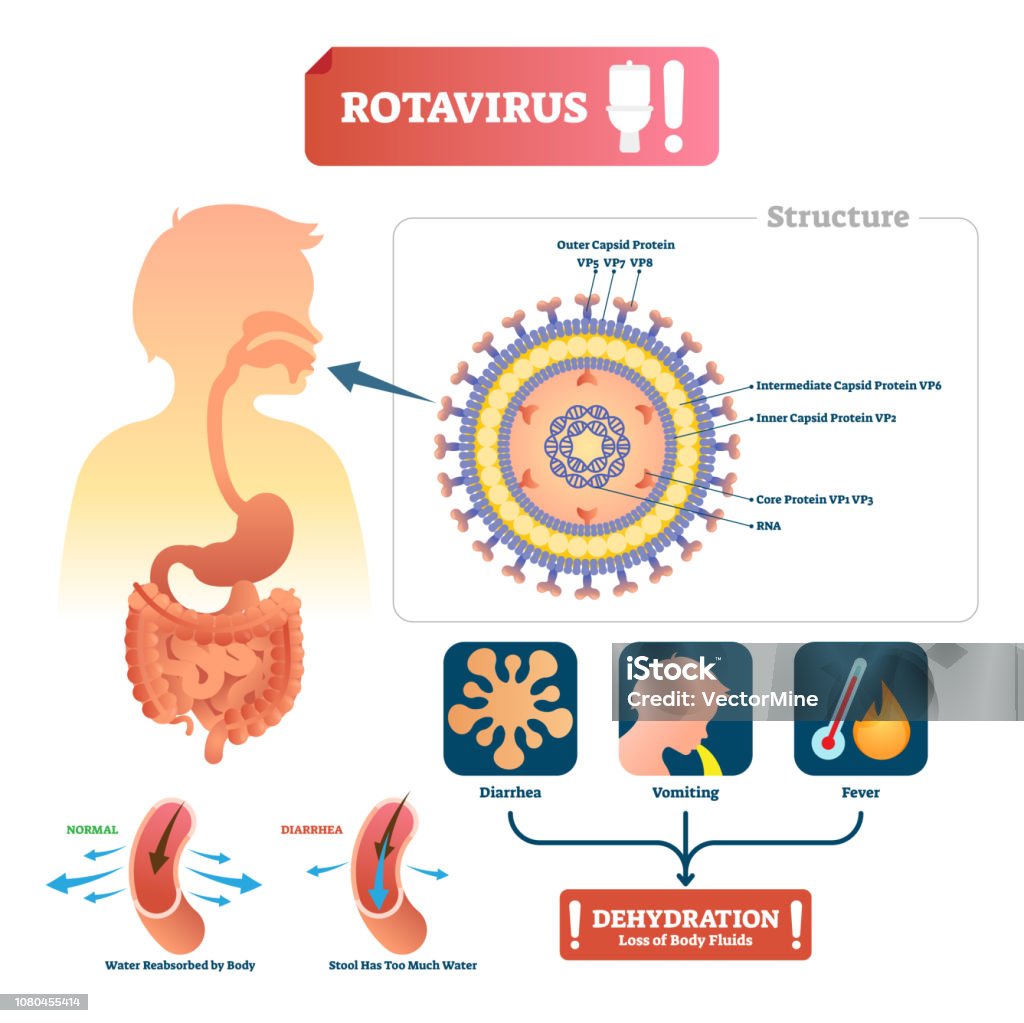 Ilustraci n De Ilustraci n De Vector De Rotavirus Etiquetado Enfermedad ilustraci-n-de-ilustraci-n-de-vector-de-rotavirus-etiquetado-enfermedad