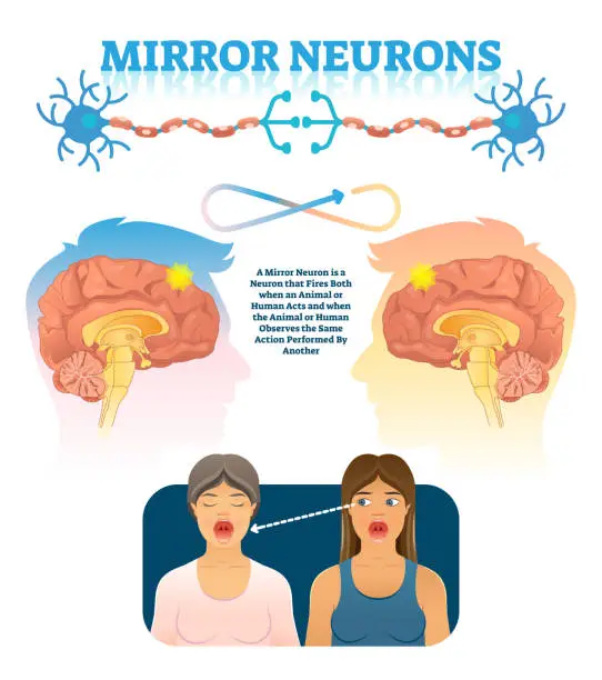 Vector illustration of Mirror neurons vector illustration. Medical brain action explanation scheme