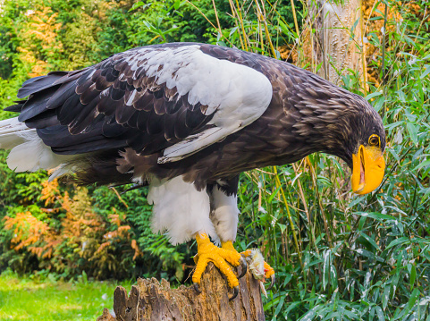 steller's sea eagle eating its prey on a tree stump, a wild raptor from japan.