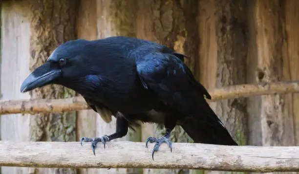 Photo of Big black raven on a branch in closeup, a popular mythological bird.