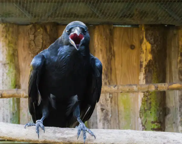 Photo of large black raven with its beak open, a popular mythological bird