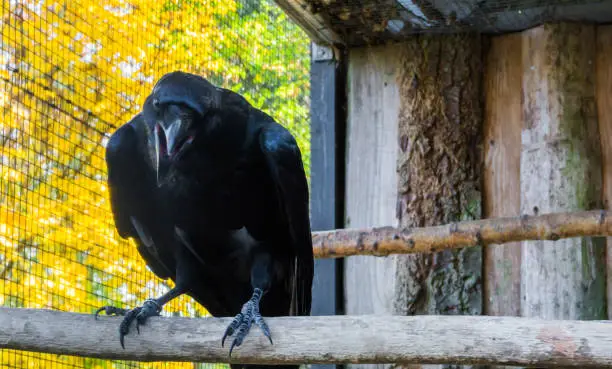 Photo of big black raven with his beak opened, a creepy mythological bird