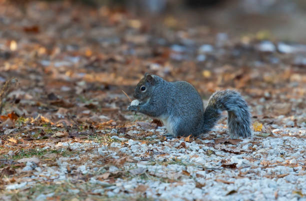 istock Grey squirrel (Sciurus carolinensis) collecting small stones that she took to the cavity on the tree 1080459078