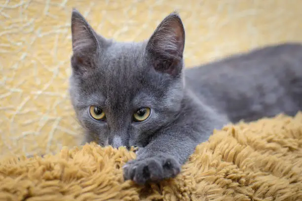 Grey funny cute kitten sucking on wool brown blankets thinking that is his mother