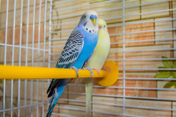 istock Pair of wavy parrots in a cage. Birds 1080467586