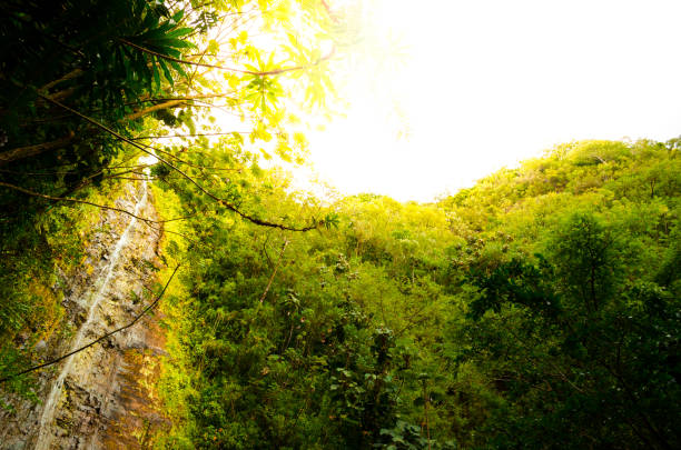 istock Water cascade among  green vegetation in Hawaii 1080468958