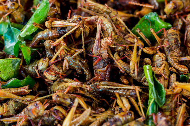 istock grasshopper fried or fried bug with kaffir lime leaf in a pan insects popular snack street food 1080471244