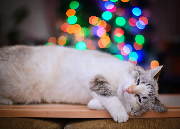 istock White fluffy cat sleeping on the Christmas lights 1080471464
