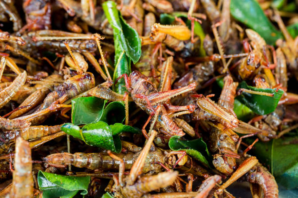 istock grasshopper fried or fried bug with kaffir lime leaf in a pan insects popular snack street food 1080471582