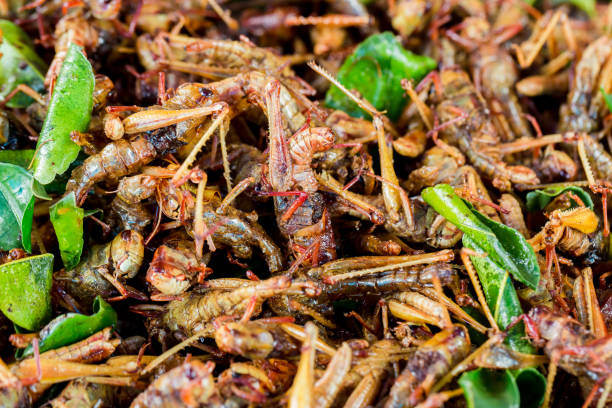 istock grasshopper fried or fried bug with kaffir lime leaf in a pan insects popular snack street food 1080473372