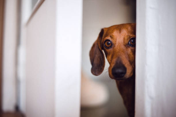 Dog peeking Dog peeking behind the door fear stock pictures, royalty-free photos & images