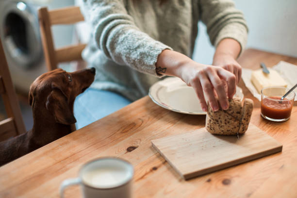 istock Woman having breakfast with her dog 1080477216