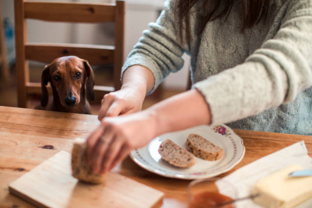 istock Woman having breakfast with her dog 1080477288