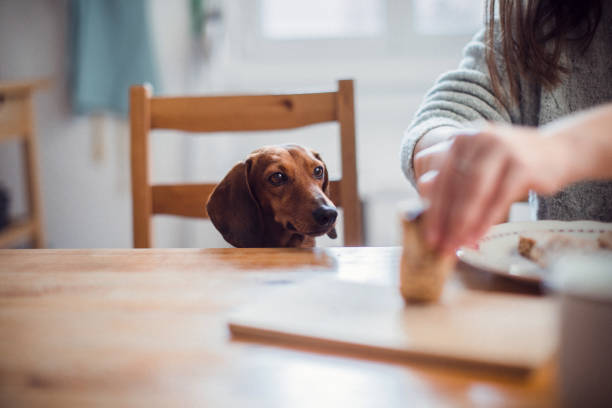 istock Woman having breakfast with her dog 1080477308