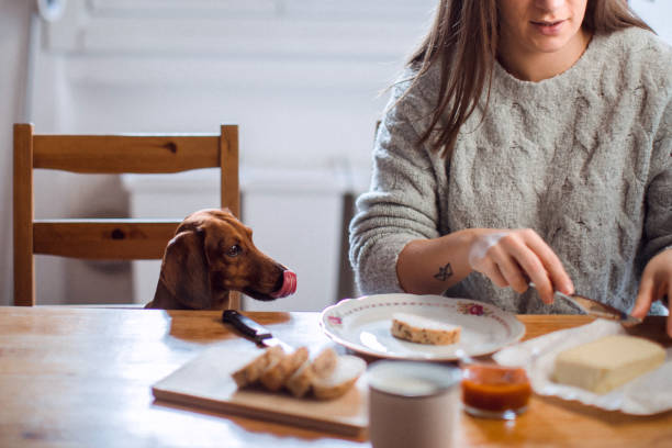 istock Woman having breakfast with her dog 1080477430