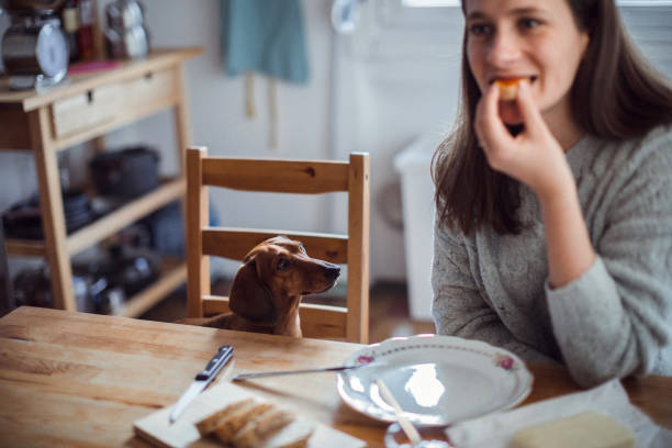 istock Woman having breakfast with her dog 1080477552