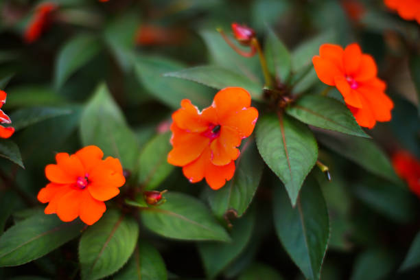 istock Beautiful Close up orange flowers 1080490424