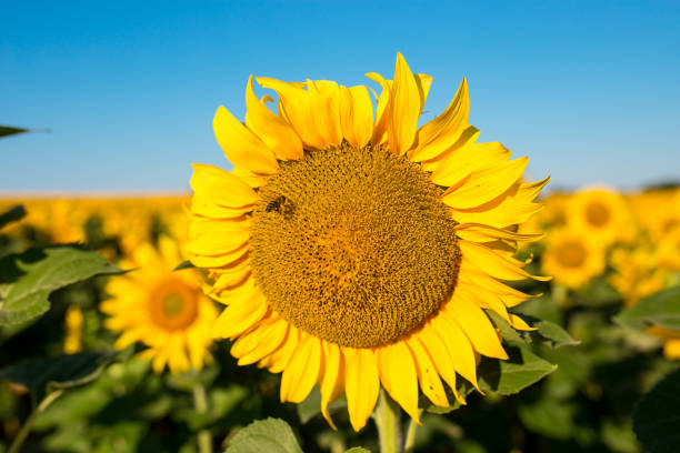 istock Sunflower field landscape 1080495670