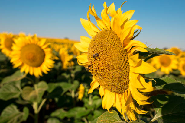 istock Sunflower field landscape 1080495692