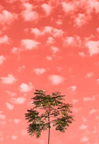 A lonely green tree against the sky with clouds. Delicate coral color. The trend of 2019.