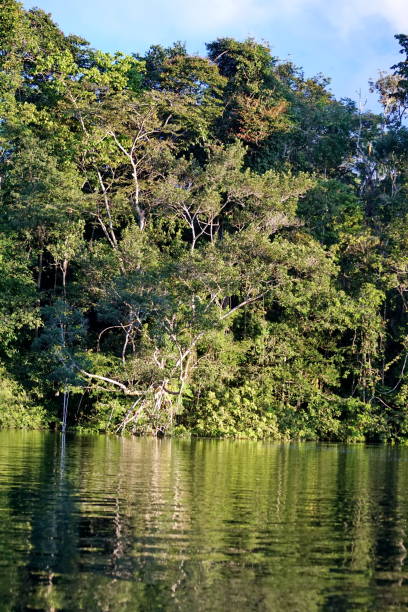 istock Trees around the Cuyabeno River 1080506400