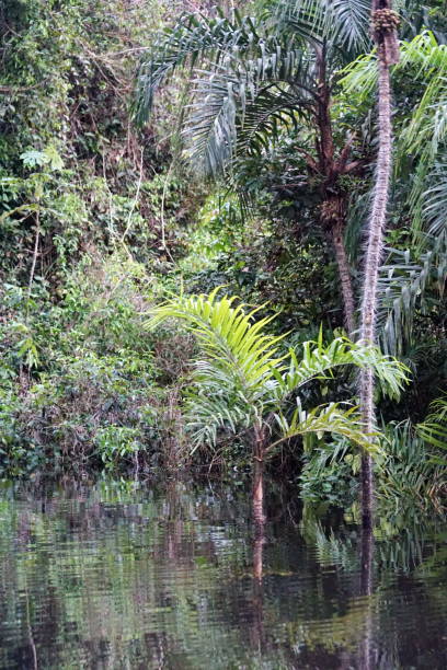 istock Trees around the Cuyabeno River 1080507184